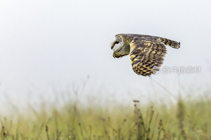 仓鸮在飞行(Tyto alba)